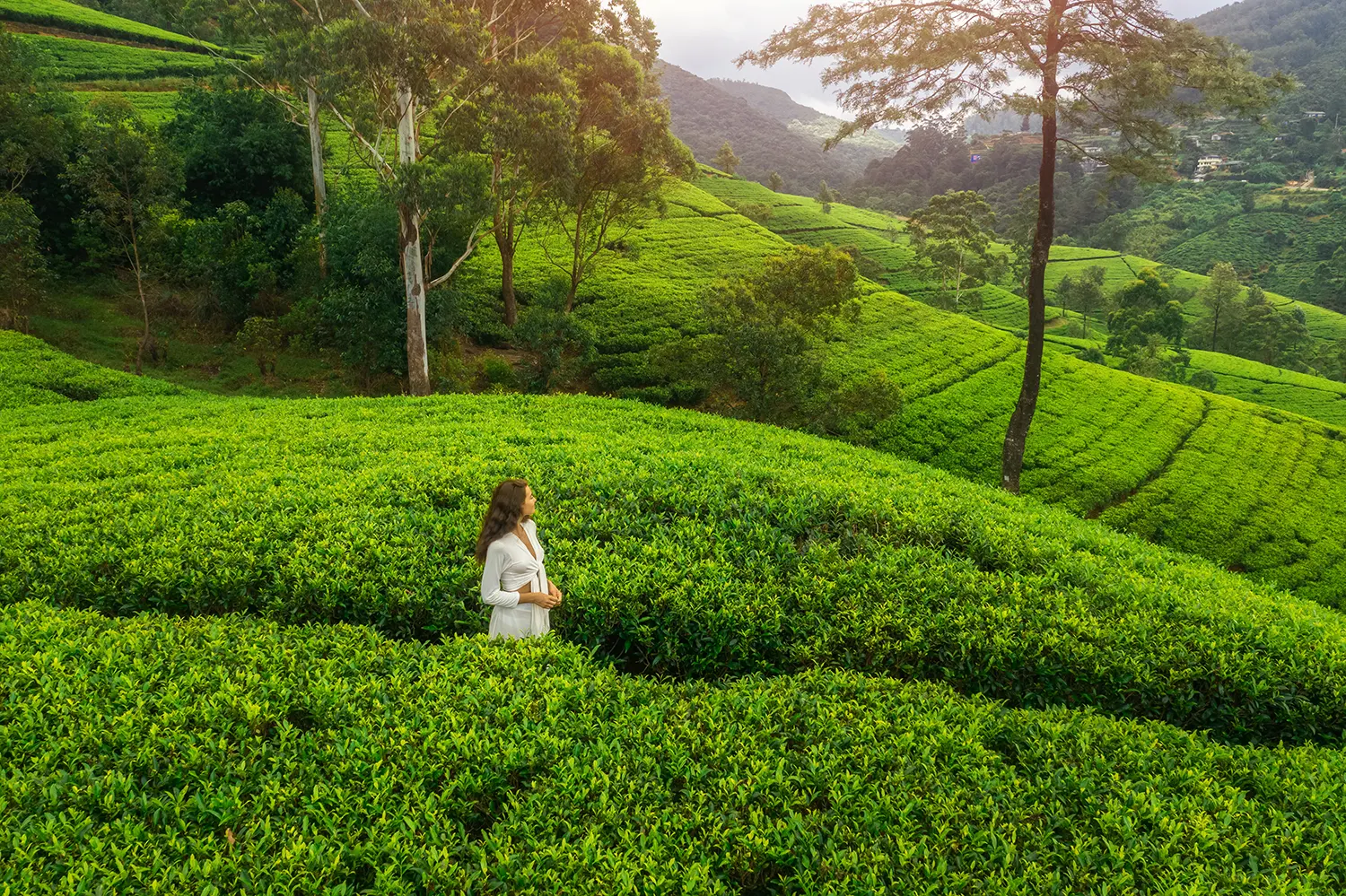 aerial-drone-view-of-green-tea-plantations-landsca-2023-11-27-05-19-22-utc