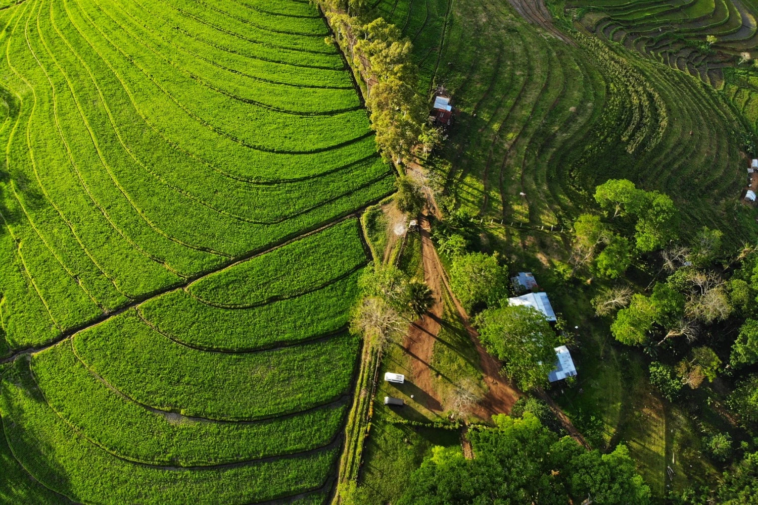 aerial-view-of-green-tea-2023-11-27-05-28-01-utc (Custom)