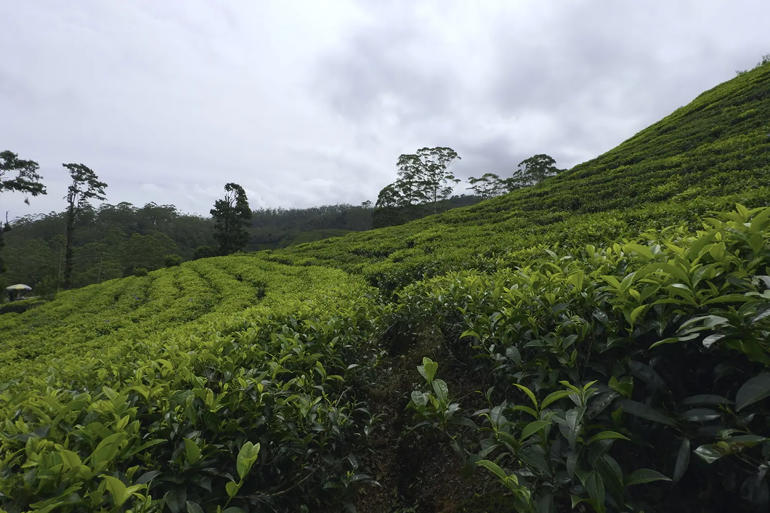 beautiful-trails-on-tea-plantations-with-green-bus-2024-05-29-04-27-38-utc (1)