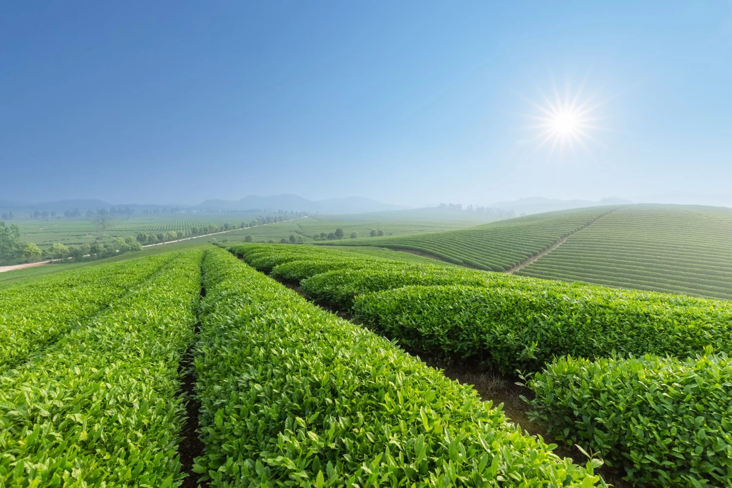 fresh-tea-plantation-in-morning-2023-11-27-04-58-23-utc (Custom)