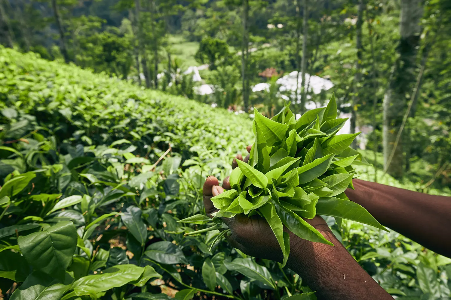 harvest-on-tea-plantation-2023-11-27-04-50-54-utc