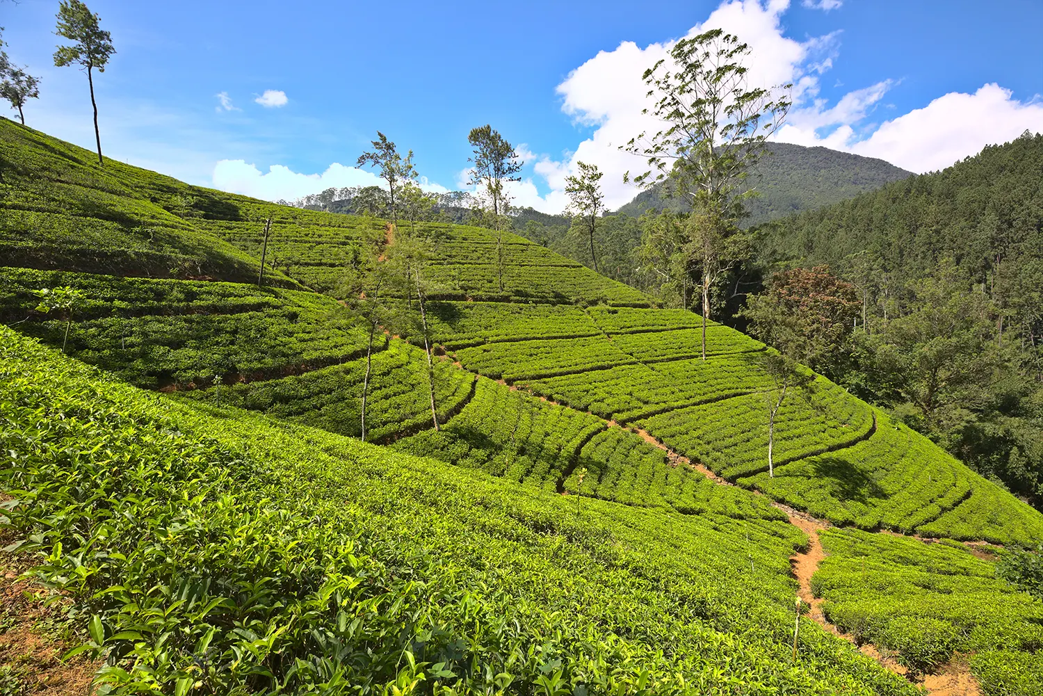 tea-plantation-2023-11-27-04-54-17-utc