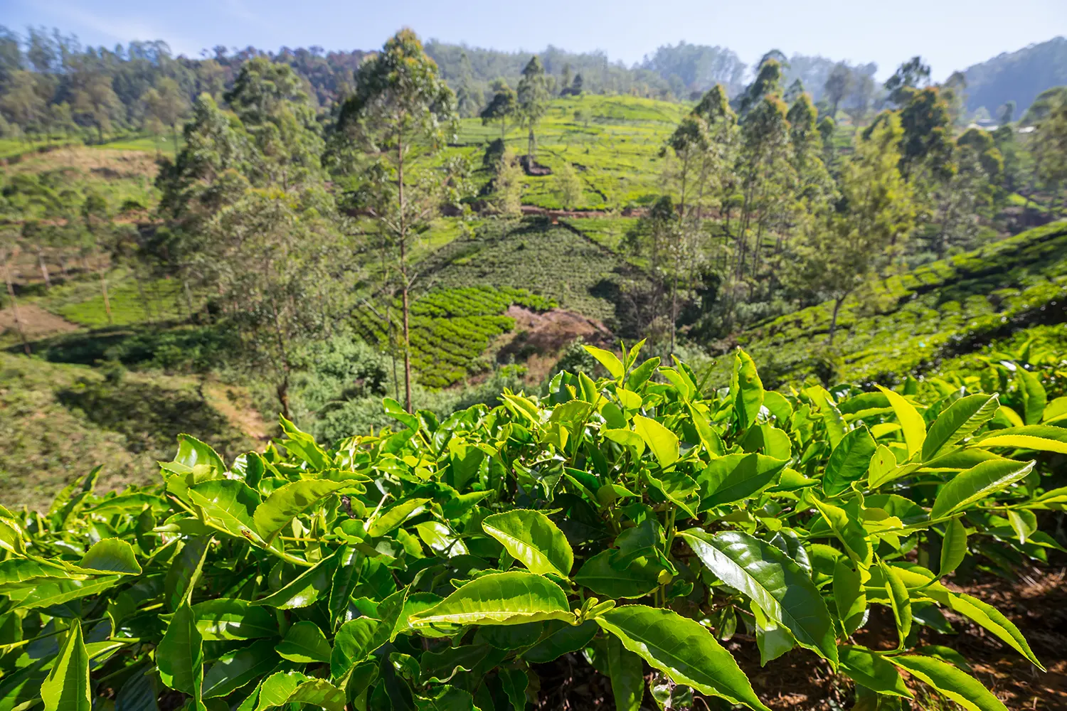 tea-plantation-2023-11-27-05-11-08-utc