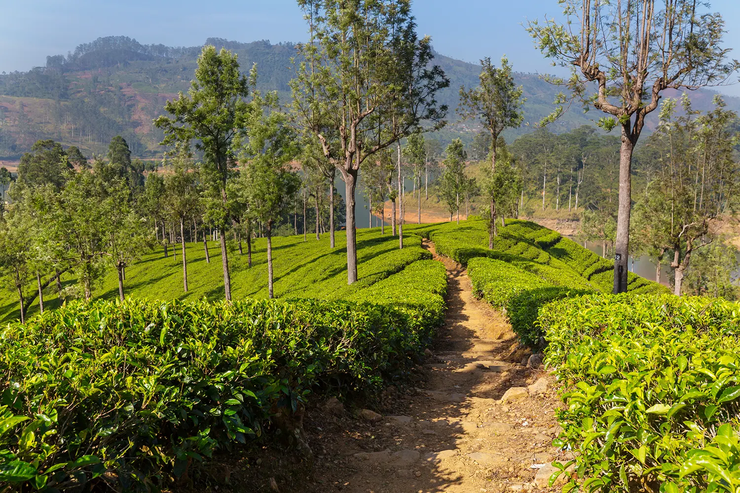 tea-plantation-2023-11-27-05-19-28-utc