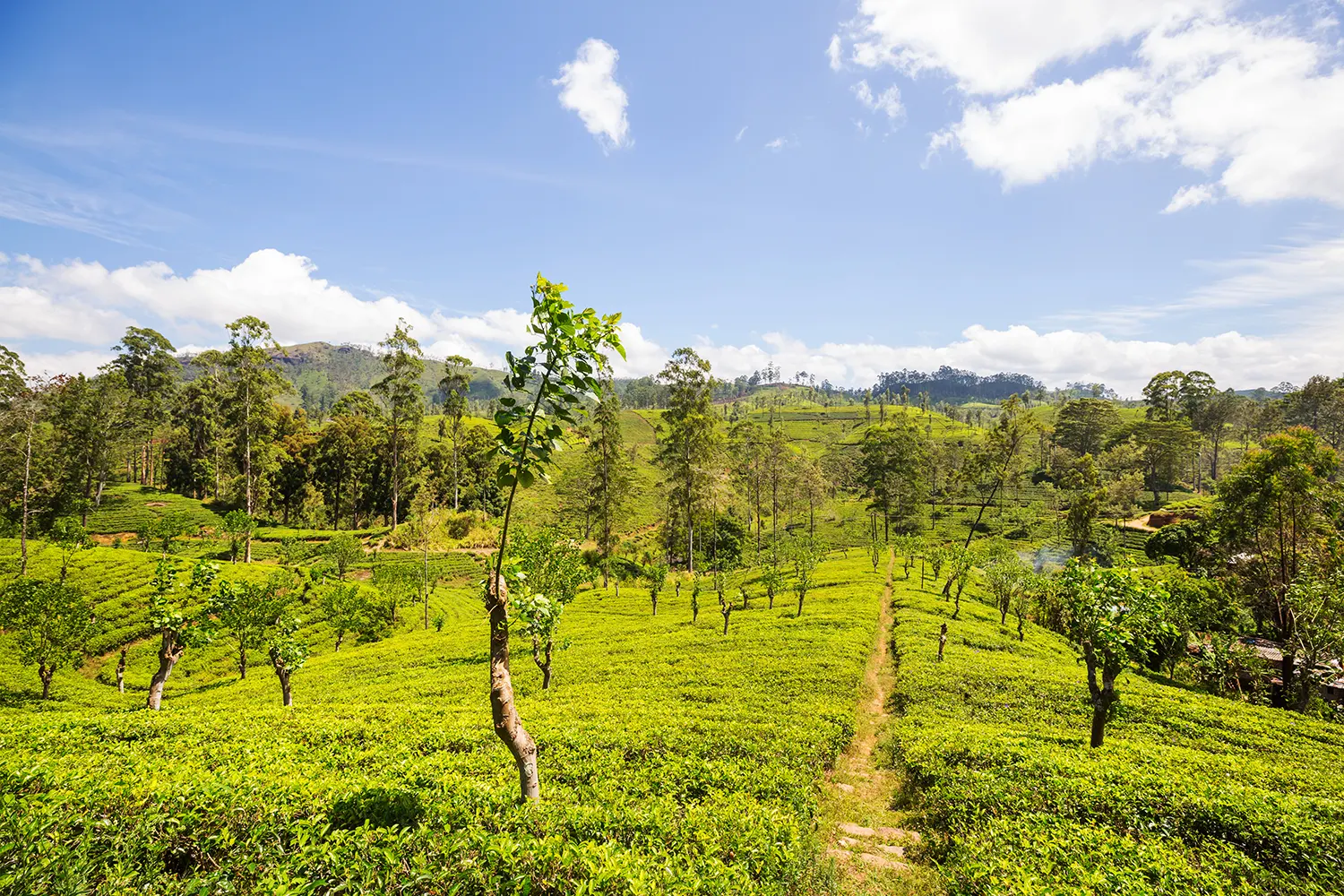 tea-plantation-2023-11-27-05-24-35-utc