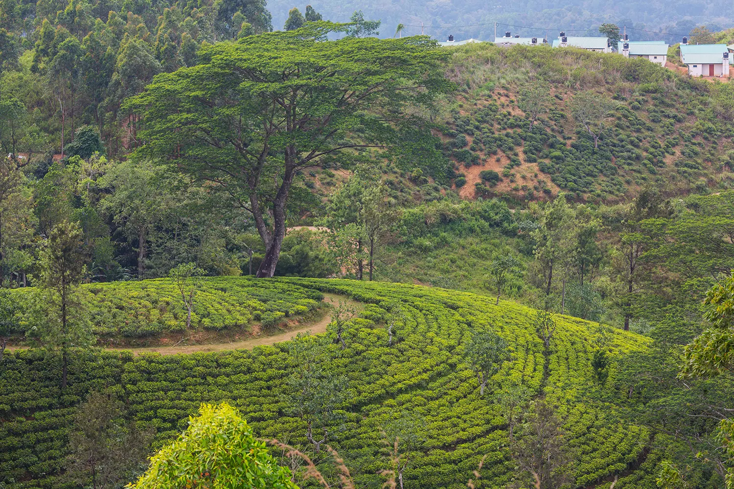 tea-plantation-2023-11-27-05-28-53-utc