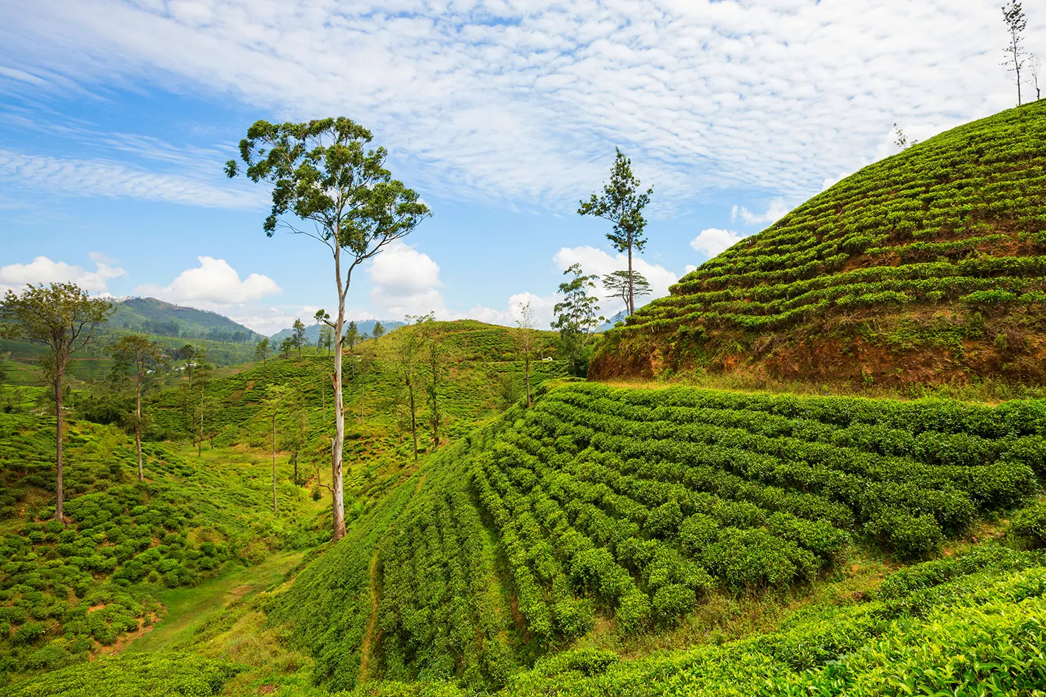 tea-plantation-2023-11-27-05-35-30-utc