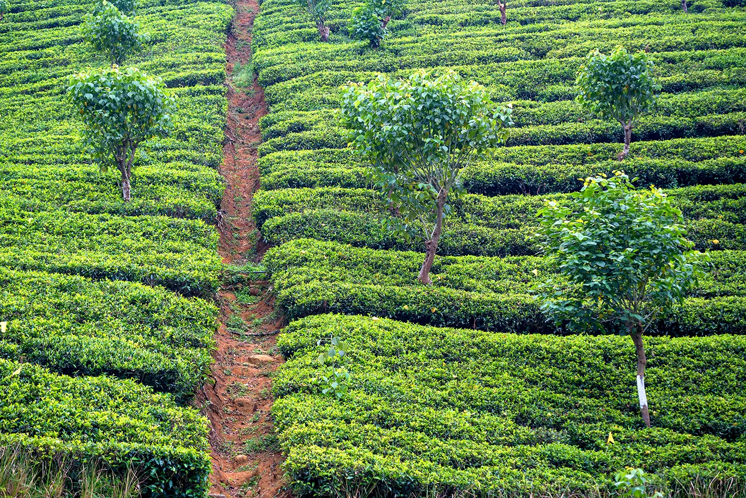 tea-plantation-landscape-in-sri-lanka-2024-10-14-05-24-13-utc