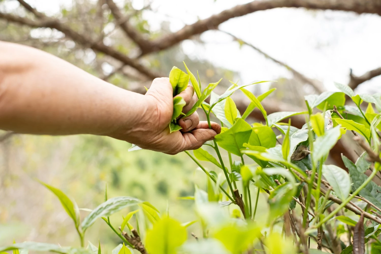 top-tea-leaves-natural-products-are-ingredients-2023-11-27-04-50-39-utc (Custom)